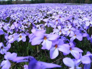 A Field of Violets